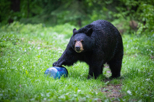 Will Bear Canisters Ever Go Ultralight? Maybe.