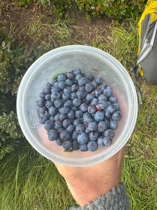 Urban Foraging: Can I have some of your figs?